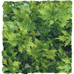 Zoo Med Natural Bush - Australian Maple - Small