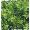 Zoo Med Natural Bush - Australian Maple - Medium