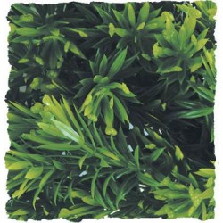 Zoo Med Natural Bush - Borneo Star - Medium