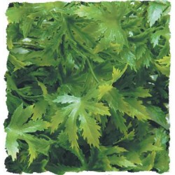 Zoo Med Natural Bush - Cannabis - Large