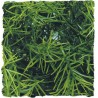 Zoo Med Natural Bush - Cashuarina - Small