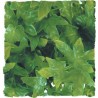 Zoo Med Natural Bush - Congo Ivy - Small