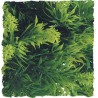 Zoo Med Natural Bush - Malaysian Fern - Small