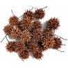 Lugarti Sweet Gum Seed Pods