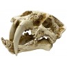 Lugarti Naturalistic Skull - Saber-tooth - Small