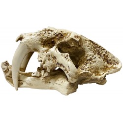 Lugarti Naturalistic Skull - Saber-tooth - Small