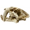 Lugarti Naturalistic Skull - Saber-tooth - Small