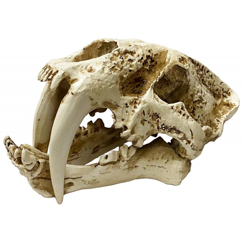 Lugarti Naturalistic Skull - Saber-tooth - Large