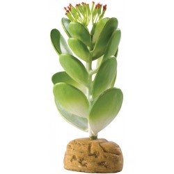 Exo Terra Jade Cactus