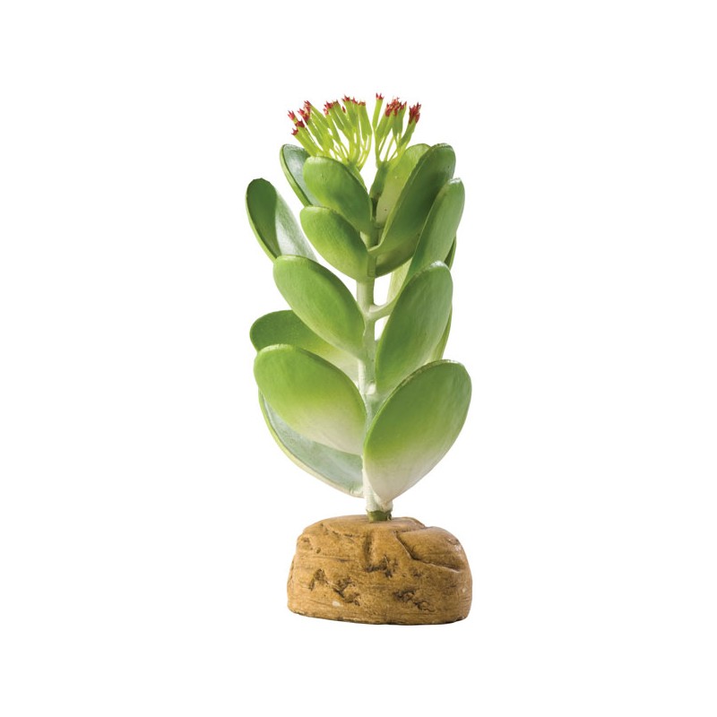 Exo Terra Jade Cactus