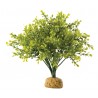 Exo Terra Boxwood Bush