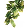 Exo Terra Jungle Plant - Mandarin - Small