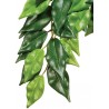 Exo Terra Jungle Plant - Ficus - Small