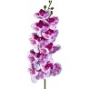 Lugarti Naturalistic Moth Orchid