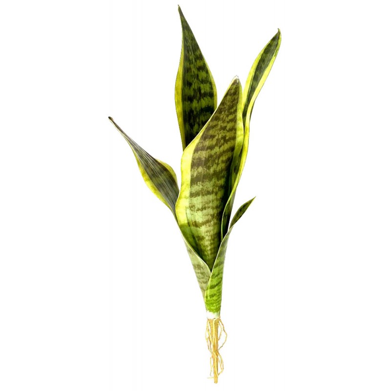 Lugarti Naturalistic Snake Plant - Large