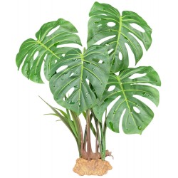 Komodo Standing Plant -...