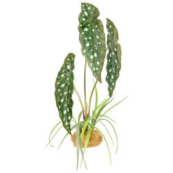 Komodo Standing Plant -...