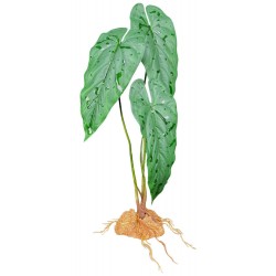 Komodo Standing Plant -...