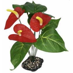 Komodo Standing Plant -...