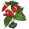 Komodo Standing Plant - Anthurium Bush