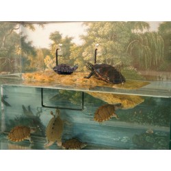 Zoo Med Turtle Dock - Mini