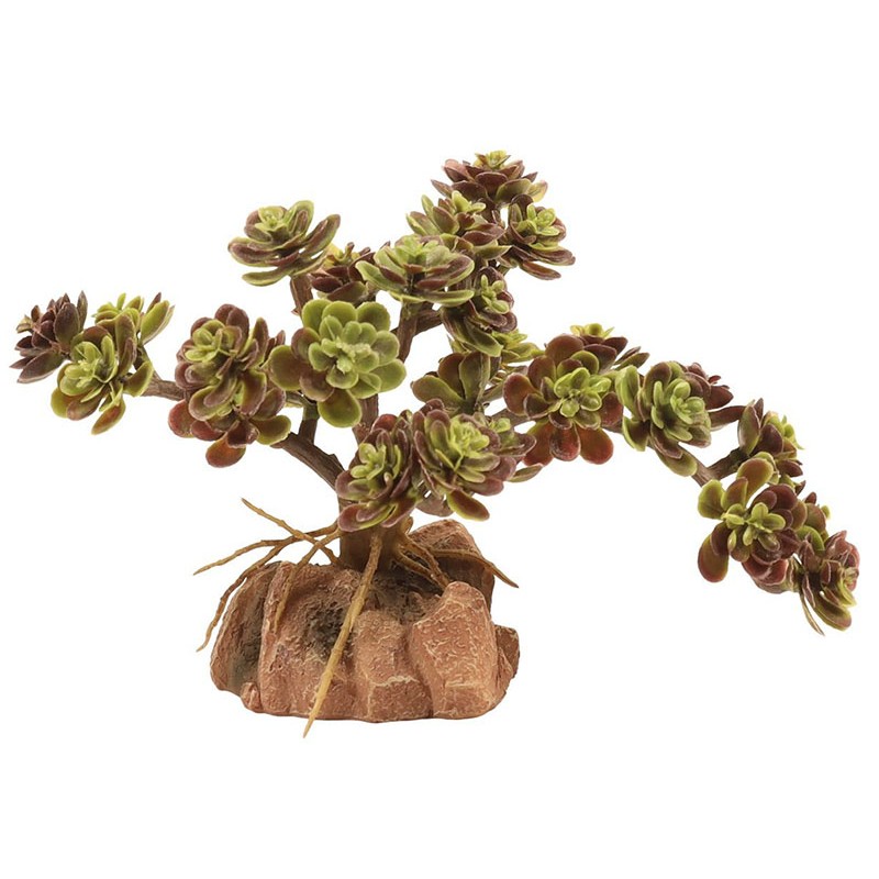 Zoo Med Desert Flora - Red Leaf Stonecrop