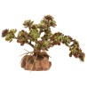 Zoo Med Desert Flora - Red Leaf Stonecrop