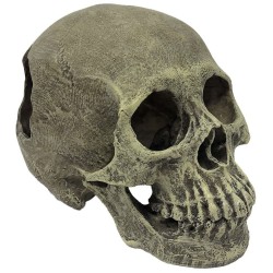 Komodo Human Skull Hideout...