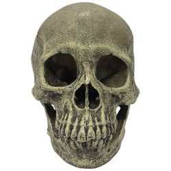 Komodo Human Skull Hideout - Full