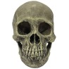 Komodo Human Skull Hideout - Full