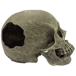 Komodo Human Skull Hideout - Full