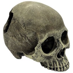 Komodo Human Skull Hideout...