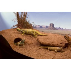 Zoo Med Excavator - 20 lb