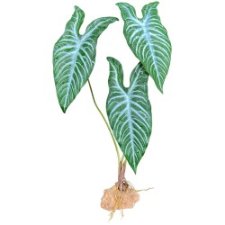 Komodo Standing Plant -...