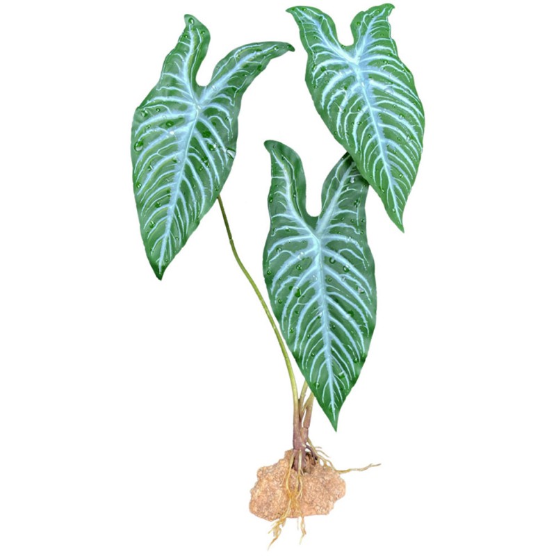 Komodo Standing Plant - White Vein