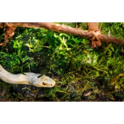 Galapagos Sheet Moss - 8 qt