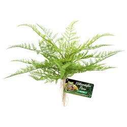 Zoo Med Lace Fern