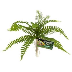 Zoo Med Sword Fern