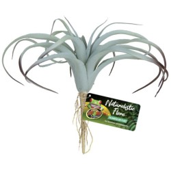 Zoo Med Tillandsia Air Plant