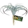 Zoo Med Tillandsia Air Plant