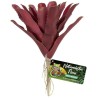 Zoo Med Fireball Bromeliad
