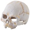 Exo Terra Skull - Primate - Mini