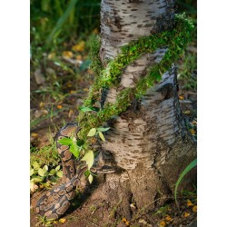 Galapagos Moss Vine