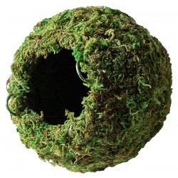 Galapagos Mossy Cave - Green - 4"